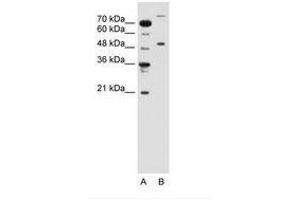 TRIM42 antibody  (AA 601-650)