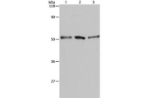 Western Blot analysis of A549, Hela and 293T cell using BAG5 Polyclonal Antibody at dilution of 1:500 (BAG5 antibody)