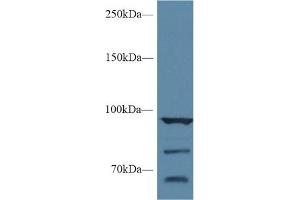 Western Blotting (WB) image for anti-Heat Shock Protein 90kDa alpha (Cytosolic), Class A Member 1 (HSP90AA1) (AA 698-732) antibody (ABIN7443815)