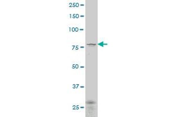 Transglutaminase 7 antibody  (AA 466-565)