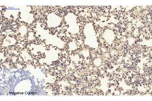 Immunohistochemical analysis of paraffin-embedded mouse lung tissue. (CXCL12 antibody  (C-Term))