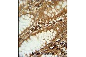 C1orf51 antibody (N-term) (ABIN654338 and ABIN2844109) immunohistochemistry analysis in formalin fixed and paraffin embedded human large intestine followed by peroxidase conjugation of the secondary antibody and DAB staining. (C1orf51 antibody  (N-Term))