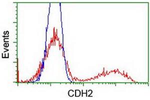 HEK293T cells transfected with either RC207170 overexpress plasmid (Red) or empty vector control plasmid (Blue) were immunostained by anti-CDH2 antibody (ABIN2455299), and then analyzed by flow cytometry. (N-Cadherin antibody)