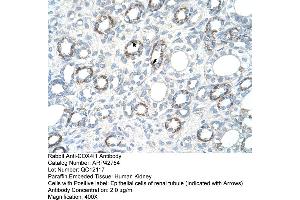 Human kidney (COX IV antibody  (N-Term))