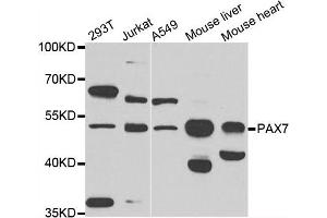 Western blot analysis of extracts of various cell lines, using PAX7 antibody. (PAX7 antibody)
