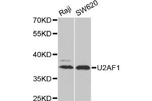 Western blot analysis of extracts of various cell lines, using U2AF1 antibody (ABIN6292320) at 1:1000 dilution.