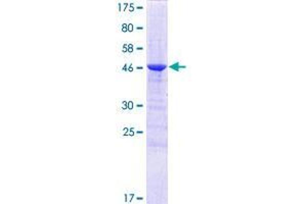 C1ql1 Protein (AA 1-258) (GST tag)