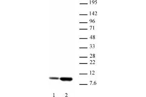 Histone H4 acetyl Lys5 antibody tested by Western blot. (Histone H4 antibody  (acLys5))