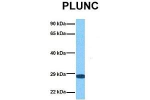 Host:  Rabbit  Target Name:  PLUNC  Sample Tissue:  Human 293T  Antibody Dilution:  1. (BPIFA1 antibody  (Middle Region))