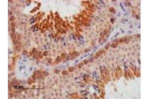 DAZL polyclonal antibody  staining of paraffin embedded mouse testis. (DAZL antibody)