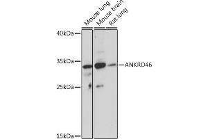 Western blot analysis of extracts of various cell lines, using  Rabbit pAb (ABIN7265614) at 1:1000 dilution. (ANKRD46 antibody)