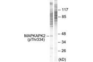 Western blot analysis of extracts from NIH-3T3 cells, using MAPKAPK2 (Phospho-Thr334) Antibody. (MAPKAP Kinase 2 antibody  (pThr334))