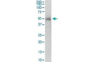 PRKAG2 antibody  (AA 1-328)