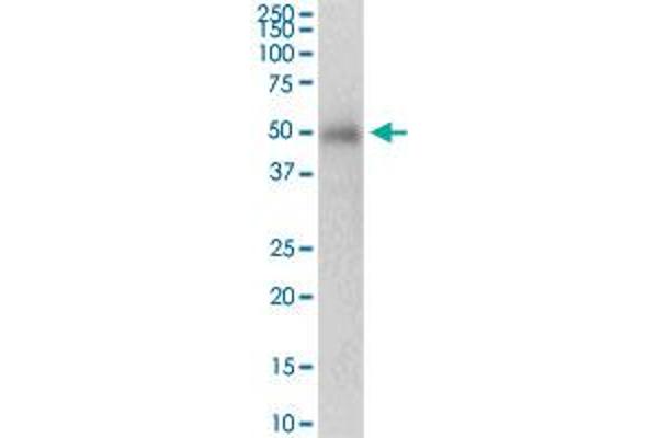 PRKAG2 antibody  (AA 1-328)