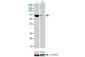 Western blot analysis of EBF1 over-expressed 293 cell line, cotransfected with EBF1 Validated Chimera RNAi (Lane 2) or non-transfected control (Lane 1). (EBF1 antibody  (AA 1-591))