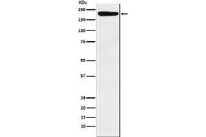 Western blot analysis of IQGAP1 expression in HeLa cell lysate.