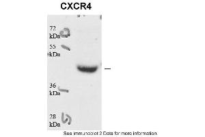 Sample type: human microvascular endothelial cells (25ug)Primary Dilution: 1:1000Secondary Antibody: Goat anti-Rabbit-HRPSecondary Dilution: 1:5000Image Submitted by: Andreas Eisenreich Charite Universitatsmedizin Berlin (CXCR4 antibody  (N-Term))