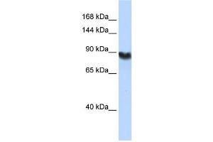 Western Blotting (WB) image for anti-Ligase I, DNA, ATP-Dependent (LIG1) antibody (ABIN2459730) (LIG1 antibody)