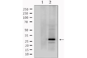 Western blot analysis of extracts from mouse brain, using MOG Antibody. (MOG antibody  (C-Term))