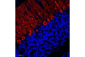 Immunofluorescent analysis of paraffin embedded rat cerebellum using HOMER3 (ABIN7074257) at dilution of 1: 700