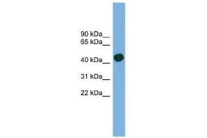 ACTRT1 antibody used at 1 ug/ml to detect target protein.