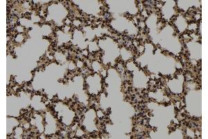 ABIN6272910 at 1/100 staining Mouse lung tissue by IHC-P. (CHCHD2 antibody  (Internal Region))