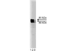 Western blot analysis of KIF3A on rat brain lysate. (KIF3A antibody  (AA 563-671))