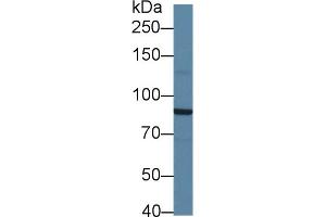 Western Blot; Sample: Mouse Cerebrum lysate; Primary Ab: 1µg/ml Rabbit Anti-Mouse SIK2 Antibody Second Ab: 0. (SIK2 antibody  (AA 674-916))