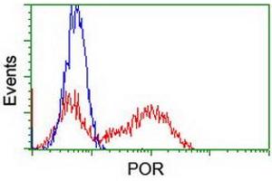 Image no. 4 for anti-P450 (Cytochrome) Oxidoreductase (POR) antibody (ABIN1497743) (POR antibody)
