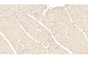 Detection of MYO in Caprine Cardiac Muscle Tissue using Polyclonal Antibody to Myoglobin (MYO) (Myoglobin antibody  (AA 1-154))
