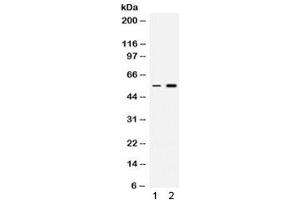 Western blot testing of 1) rat thymus and 2) human HeLa lysate with MEF2A antibody. (MEF2A antibody)