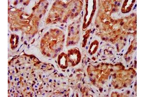 IHC image of ABIN7158882 diluted at 1:400 and staining in paraffin-embedded human kidney tissue performed on a Leica BondTM system. (MIF antibody  (AA 2-115))