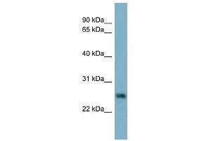 NTF5 antibody used at 1 ug/ml to detect target protein. (Neurotrophin 4 antibody  (N-Term))