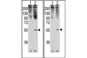 Image no. 1 for anti-Growth Differentiation Factor 11 (GDF11) (N-Term) antibody (ABIN357455) (GDF11 antibody  (N-Term))