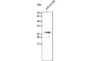 Western Blotting (WB) image for anti-mEmerald Fluorescent Protein antibody (ABIN7273073) (mEmerald Fluorescent Protein antibody)