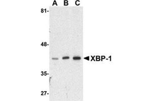 Western blot analysis of XBP-1 in HepG2 cell lysate with this product at (A) 0. (XBP1 antibody  (N-Term))