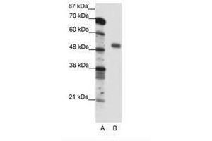 Image no. 1 for anti-Nuclear Transcription Factor Y, gamma (NFYC) (C-Term) antibody (ABIN6736095)