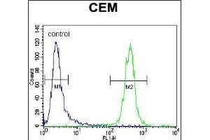 TNF Antibody (C-term) (ABIN657455 and ABIN2846482) flow cytometric analysis of CEM cells (right histogram) compared to a negative control cell (left histogram). (TNF alpha antibody  (C-Term))