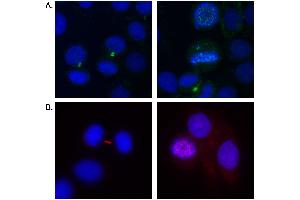 Immunofluorescence (IF) image for anti-Aurora Kinase B (AURKB) (C-Term) antibody (ABIN7453392) (Aurora Kinase B antibody  (C-Term))