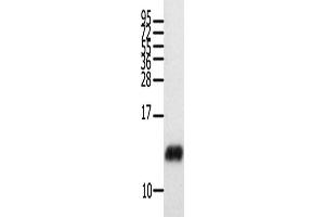Western Blotting (WB) image for anti-Chemokine (C-C Motif) Ligand 28 (CCL28) antibody (ABIN2421355)