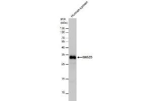 WB Image NKG2D antibody detects NKG2D protein by western blot analysis. (KLRK1 antibody  (Internal Region))