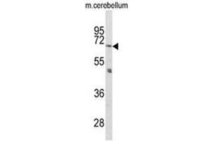 Western blot analysis of PCSK2 Antibody (N-term) in mouse cerebellum tissue lysates (35ug/lane).