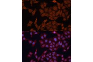 Immunofluorescence analysis of HeLa cells using HMGCS1 Polyclonal Antibody (ABIN1680300, ABIN5664518, ABIN5664520 and ABIN6220423) at dilution of 1:100 (40x lens).