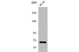 Western Blot analysis of HT29 cells using Cables1 Polyclonal Antibody (CABLES1 antibody  (C-Term))