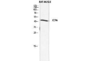 Western Blot (WB) analysis of Rat Muscle lysis using CCR6 antibody. (CKR-6 antibody)