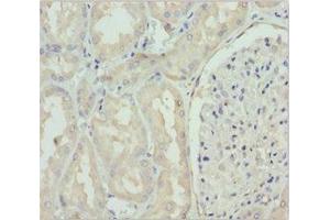 Immunohistochemistry of paraffin-embedded human kidney tissue using ABIN7160689 at dilution of 1:100 (GNS antibody  (AA 293-552))