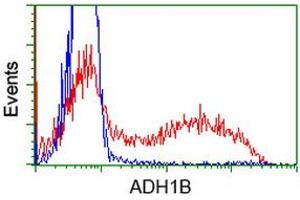 Image no. 3 for anti-Alcohol Dehydrogenase 1B (Class I), beta Polypeptide (ADH1B) antibody (ABIN1496476) (ADH1B antibody)