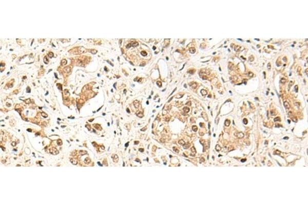 GPR139 antibody