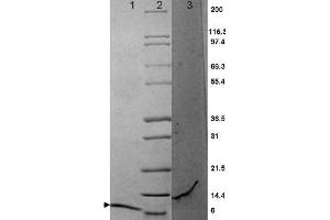 MIP-3a Mouse Cytokine - SDS-PAGE. (CCL20 Protein)