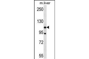 Western blot analysis in mouse liver tissue lysates (35ug/lane). (ADNP2 antibody  (AA 702-731))